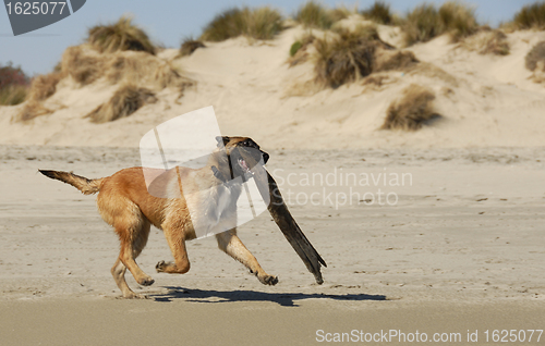 Image of playing sheepdog