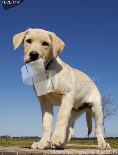 Image of puppy labrador