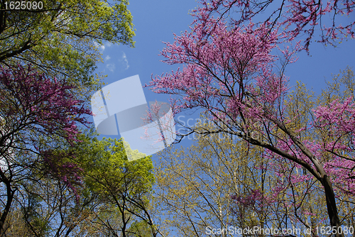 Image of red bud tree in spring