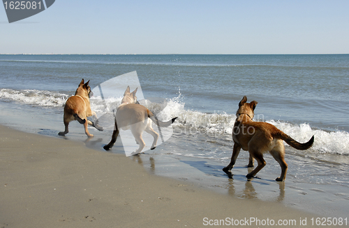 Image of three malinois and the sea