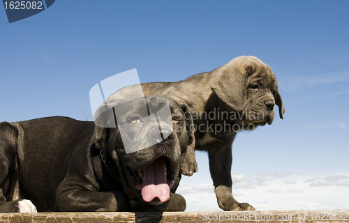 Image of italian mastiff mother and puppy