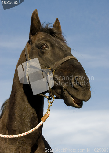 Image of happy black stallion