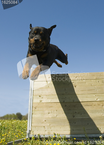 Image of jumping rottweiler