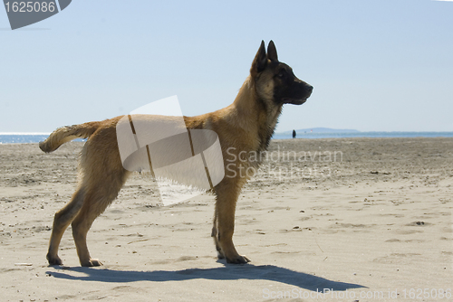 Image of young belgian shepherd