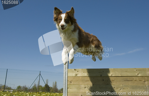 Image of jumping australian shepherd