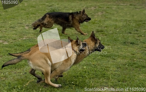 Image of running dogs