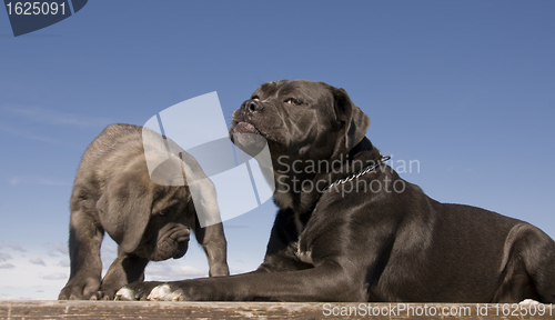 Image of italian mastiff mother and puppy