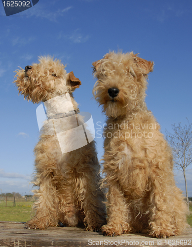 Image of two lakeland terriers