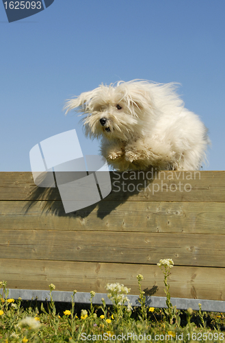 Image of jumping maltese dog