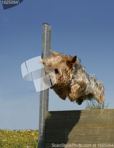 Image of jumping yorkshire