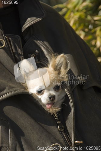 Image of chihuahua in jacket in leather