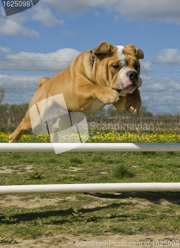 Image of jumping bulldog