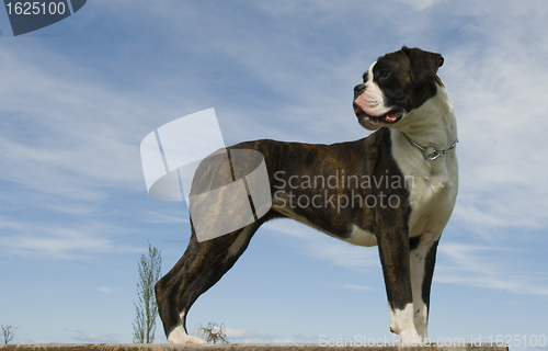 Image of purebred boxer