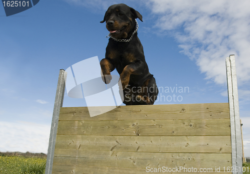 Image of jumping rottweiler