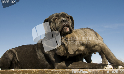Image of italian mastiff mother and puppy