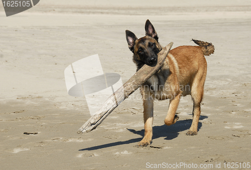 Image of playing sheepdog