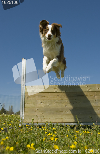 Image of jumping australian shepherd