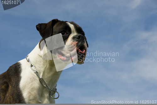 Image of purebred boxer