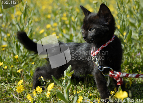 Image of black kitten