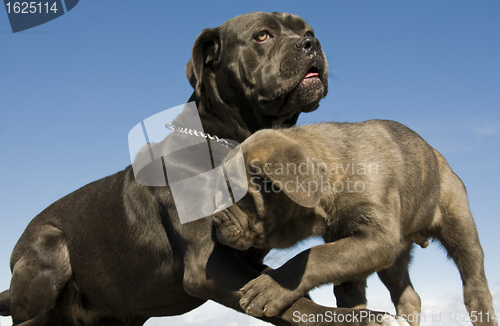 Image of italian mastiff mother and puppy