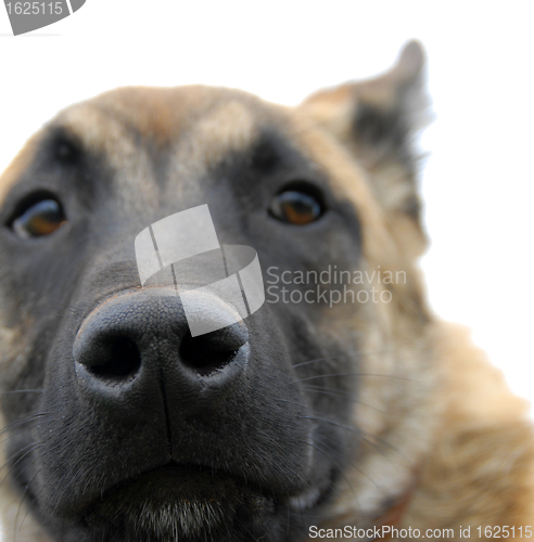 Image of dog's nose