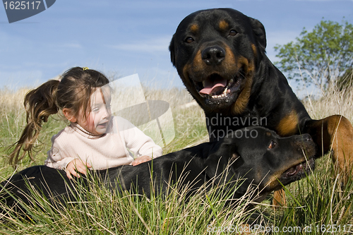 Image of dangerous dogs and child