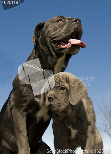 Image of italian mastiff mother and puppy