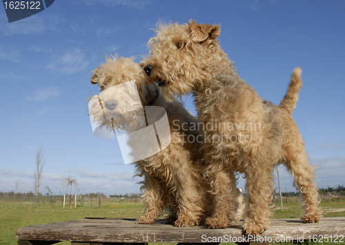 Image of two  lakeland terrier