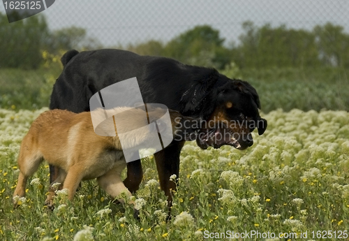 Image of biting dogs