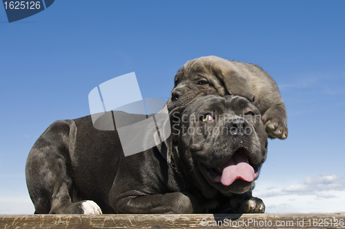 Image of italian mastiff mother and puppy