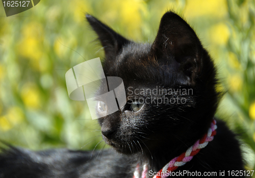Image of black kitten