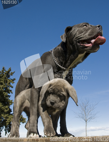 Image of italian mastiff mother and puppy