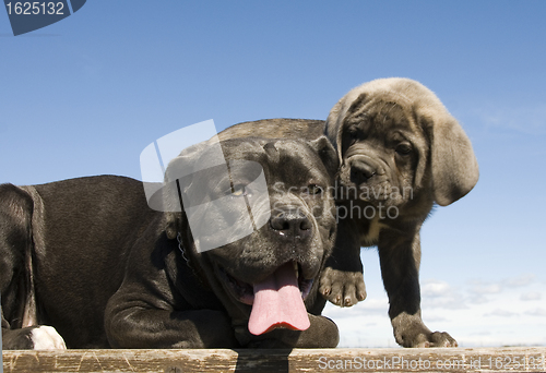 Image of italian mastiff mother and puppy