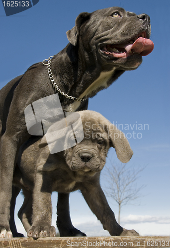 Image of italian mastiff mother and puppy