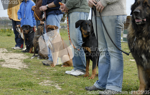 Image of training with dogs