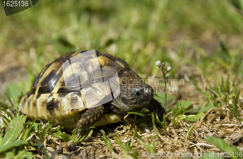 Image of little turtle