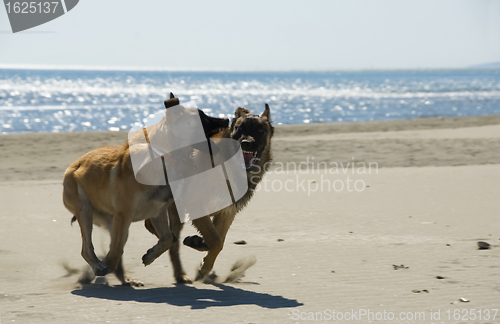 Image of biting belgian shepherd