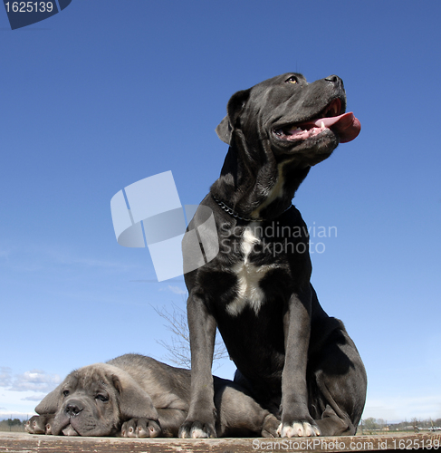 Image of italian mastiff mother and puppy