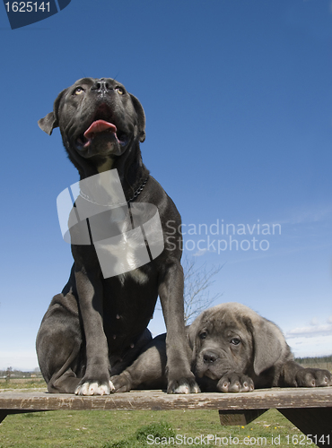 Image of italian mastiff mother and puppy