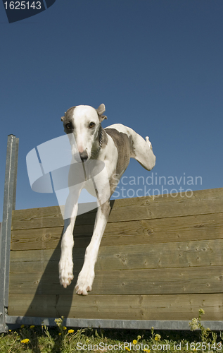 Image of jumping whippet