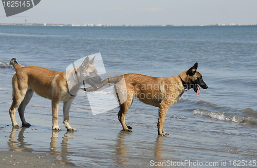 Image of two young malinois on the beach