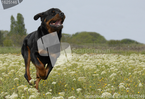 Image of running rottweiler
