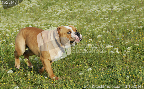 Image of running bulldog