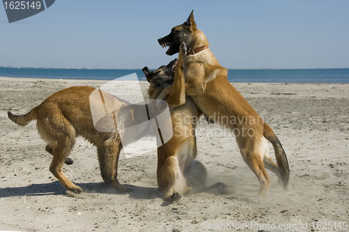 Image of biting belgian shepherd