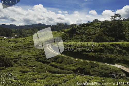 Image of Tea plantation