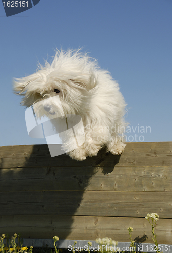Image of jumping little white dog
