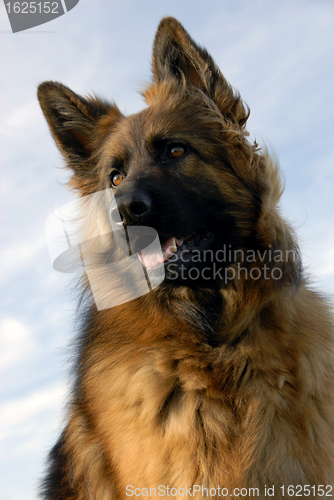 Image of portrait of a purebred german shepherd