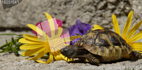 Image of little turtle and flowers