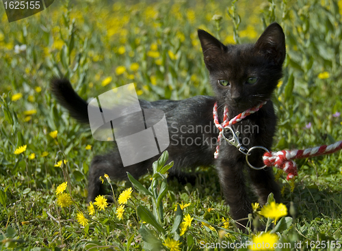 Image of black kitten and green eyes