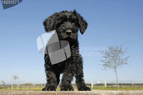 Image of puppy cao de agua